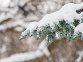 Green fir branches in winter covered with snow © Dmitrii Potashkin