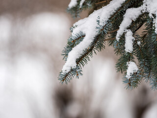 Green fir branches in winter covered with snow © Dmitrii Potashkin