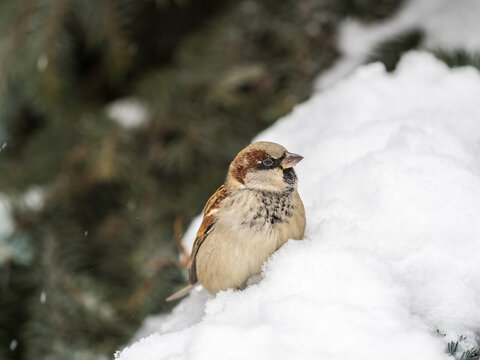 Sparrow sits on a fir branch with snow in winter