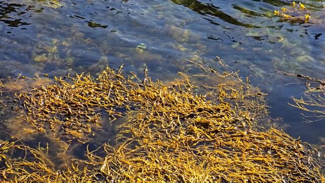 Emerald blue calm sea water moves gently with matching yellow kelp seaweed swaying beneath the surface on a sunny day. Norway, Alver. August
