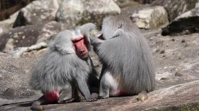 Hamadryas baboon, papio hamadryas, sitting together and grooming each other. Papio hamadryas is a species of baboon