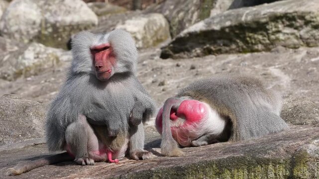 Hamadryas baboon, papio hamadryas, sitting together and grooming each other. Papio hamadryas is a species of baboon