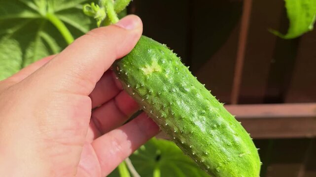 Growing cucumbers in a backyard garden during summer
