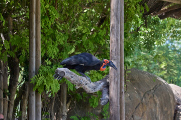 Southern ground hornbill perched on weathered branch. © Anna Baranova
