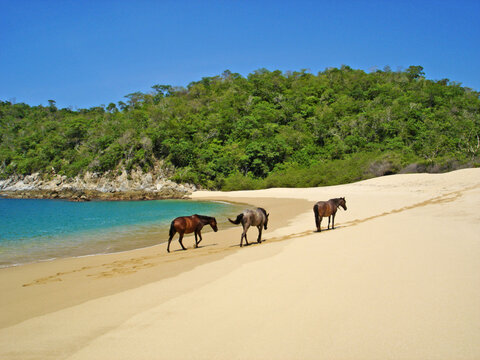 Playa del Organo beach with wild horses, Huatulco, Mexico.