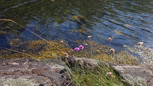  Pink wildflowers blooming on granite rock above blue sea and yellow algae. Norway, Alver. August
