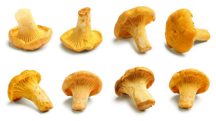 Fresh orange chanterelles isolated on white, set. Edible mushrooms © New Africa