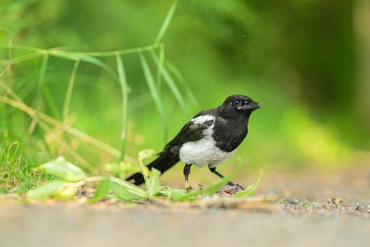 Eurasian magpie Pica pica standing on shaded garden path.