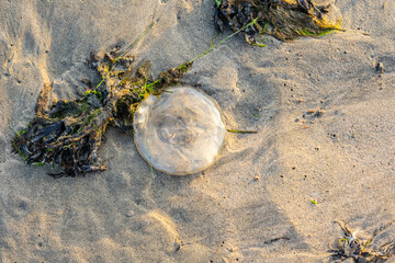 Common jellyfish Aurelia aurita washed ashore on sandy beach with seaweed. © Trygve