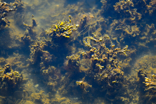 Bladder wrack Fucus vesiculosus seaweed underwater coastal habitat.