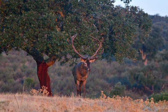 Portrait of majestic powerful adult red deer stag.