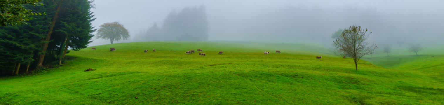 Cows on a foggy morning, in the Black Forest