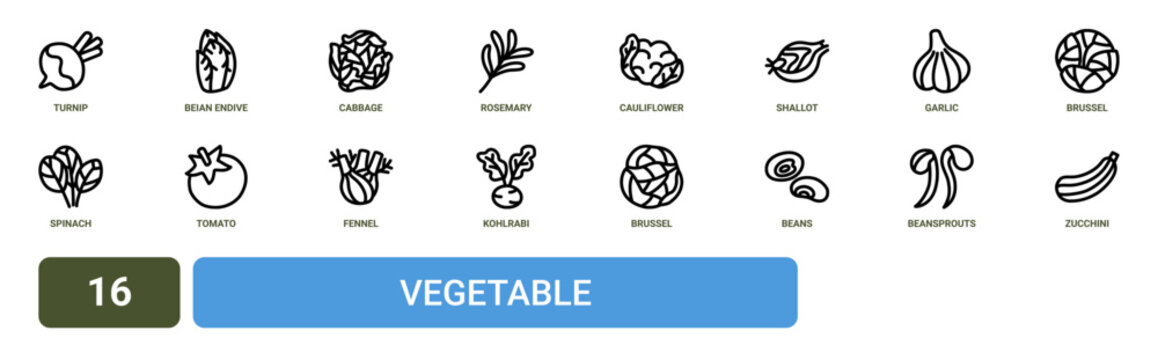 Set of 16 outline web Vegetable icons such as zucchini, beansprouts, beans, brussel sprouts, kohlrabi, fennel, tomato vector icons for report, presentation, diagram, web design, mobile app