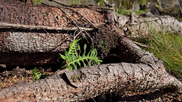Small green fern growing between thick tree root and cracked bark
