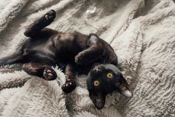 black kitten with yellow eyes upside down on faux fur blanket © Nicole Kandi