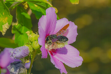 In a vibrant garden bathed in warm sunlight during the pleasant days of summer, bees diligently collect nectar from a beautiful purple flower © Miroslav