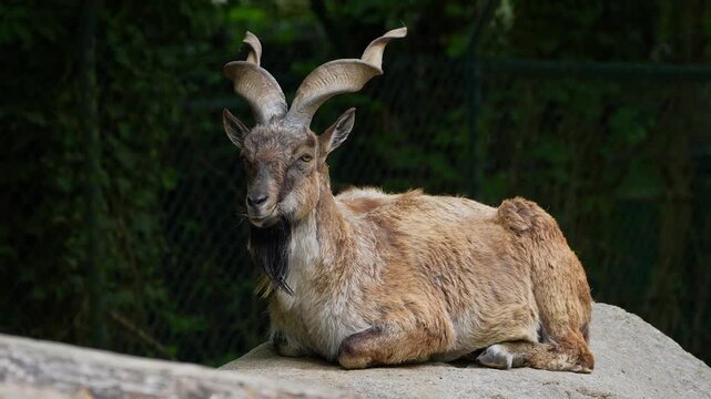 Turkmenian markhor, Capra falconeri heptneri. The name of this species comes from the shape of horns, twisting like a corkscrew or screw. Markhor is one of the symbols of Pakistan