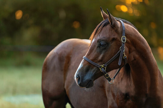 Bay Horse Young Quarter horse