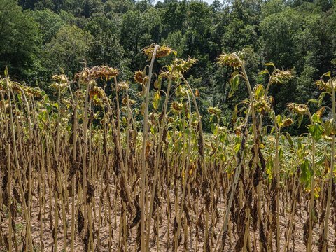 Tournesols souffrant de la s&eacute;cheresse et de la canicule
