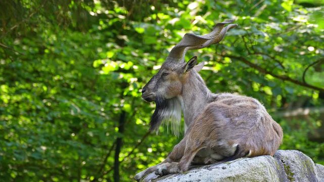 Turkmenian markhor, Capra falconeri heptneri. The name of this species comes from the shape of horns, twisting like a corkscrew or screw. Markhor is one of the symbols of Pakistan