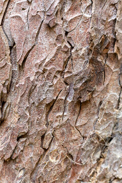 tree bark texture