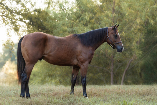 Bay Horse Young Quarter horse
