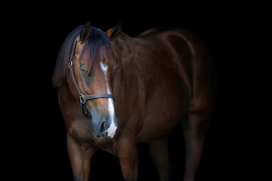 Bay Horse Young Quarter horse