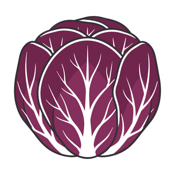 Stylized radicchio lettuce with deep purple leaves and white veins isolated on a white background, healthy food concept