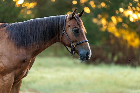 Bay Horse Young Quarter horse