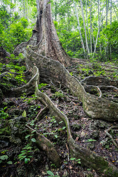 Massive buttress-like roots of the Dao Tree (Dracontomelo dao) in Bulabog Putian National Park, Iloilo, Panay, Western Visayas, Philippines