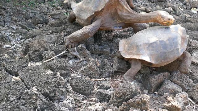 Larger male Galapagos giant tortoise pursuing smaller female tortoise for mating