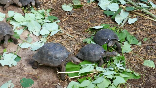 Young Galapagos giant tortoises eating leaves in conservation center