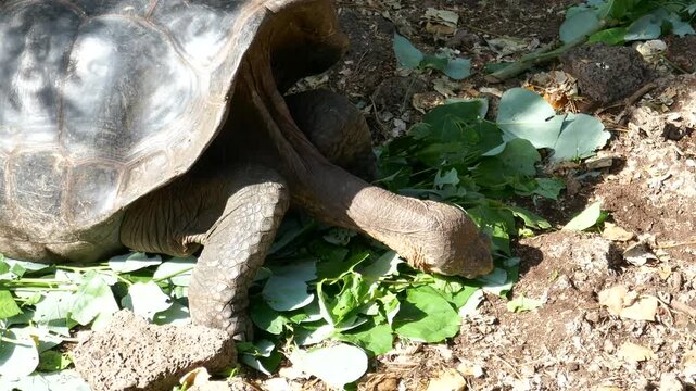 Saddleback Galapagos giant tortoise with long neck eating leaves