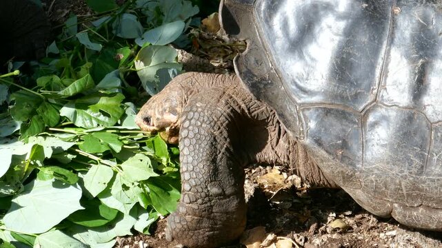 Hungry Galapagos giant tortoise eating pile of leaves