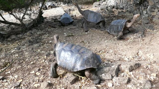 Saddleback Galapagos giant tortoises very slowly walking around conservation center