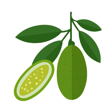 Flat 2D illustration of Finger Lime, simple modern design, isolated on a white background.