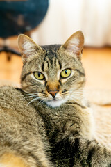 portrait of a cat © Melisa
