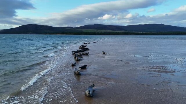 Wide drone tracking shot of wild harbor seals resting on sandy sandbar along Loch Fleet nature reserve near Dornoch and Golspie in Scottish Highlands