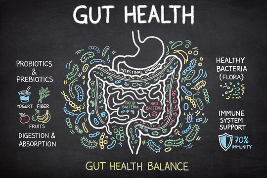Gut Health Digestive System and Immune Support on Chalkboard