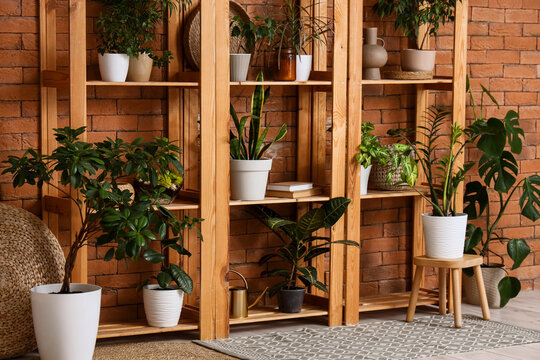 Shelving units with different houseplants near brick wall in room, closeup