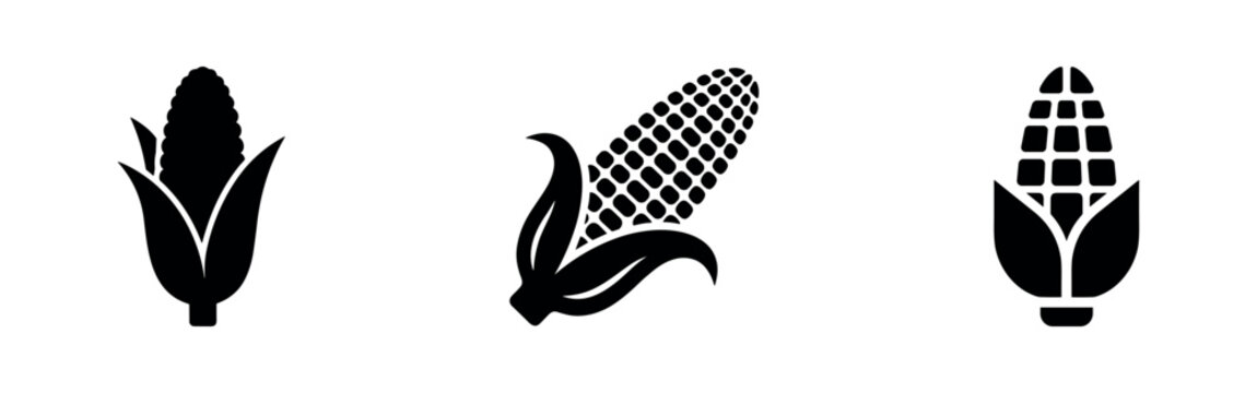 Fresh corn on the cob icon set, representing maize and agricultural produce