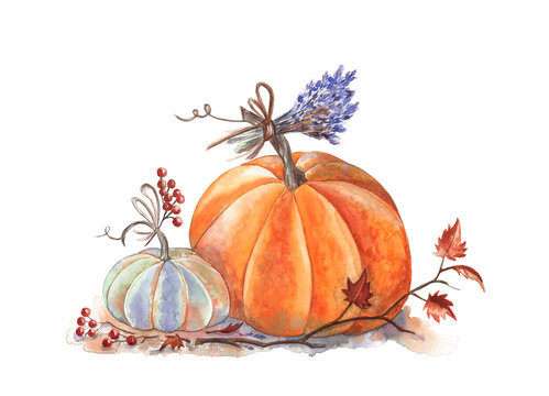 Autumn pumpkins beautiful and colorful watercolor illustration. Two pumpkins are decorated with lavender flowers and berries; detailed watercolor painting for art prints, greeting cards, books