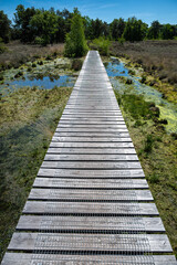 Obraz premium Hiking in the Buurserzand Nature Preserve in the Netherlands