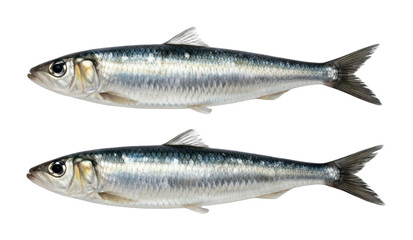 Fototapeta premium PNG Fresh sardines on transparent background.