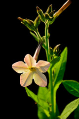 Tytoń oskrzydlony, tytoń perski (Nicotiana alata), kwkitnacy tytoń, białe kwiaty tytoniu ozdobnego, flowers of tobacco Nicotiana in the garden, White flowers Nicotiana alata  © kateej