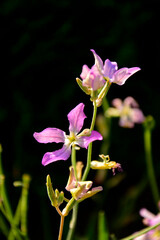 Lewkonia długopłatkowa (Matthiola longipetala), maciejka, pachnąca maciejka, night-scented stock, evening stock, Cheiranthus longipetalus, Matthiola bicornis, Matthiola oxyceras, Night flowers violet © kateej