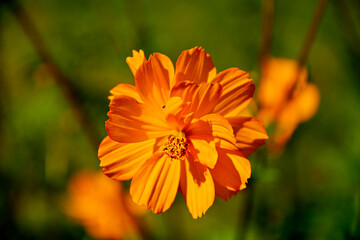 Kosmos siarkowy (Cosmos sulphureus), jednoroczna roślina ozdobna z rodziny astrowatych (Asteraceae), sulfur cosmos, yellow cosmos, an annual ornamental plant of the aster family. © kateej