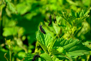 Gąsienica rusałki pawik żerująca na pokrzywie, Rusałka pawik (Aglais io), caterpillar of the Peacock butterfly , Inachis io, Peacock eye crawling on a green blade of grass © kateej