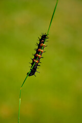 larwa motyla rusałki na liściu, Rusałka pawik (Aglais io), czarna larwa rusałki na liściu, caterpillar of the Peacock butterfly , Inachis io, Peacock eye crawling on a green blade of grass  © kateej