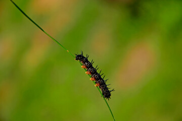 larwa motyla rusałki na liściu, Rusałka pawik (Aglais io), czarna larwa rusałki na liściu, caterpillar of the Peacock butterfly , Inachis io, Peacock eye crawling on a green blade of grass  © kateej